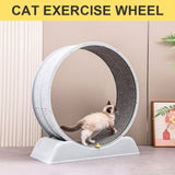 Cat running wheel 88862727