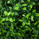 Artificial Plant/Green plants 01664349