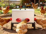 Automatic Chicken Feeder 08294586