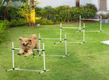 Dog agility training equipment 40236129