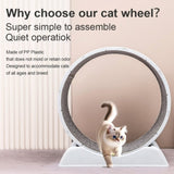 Cat running wheel 88862727
