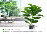 2-Pack 35.5" Artificial Fiddle Leaf Tree - 32 Realistic Leaves, PEVAPE Material, Green 40262150