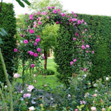 7'8" H x 4'5" W Metal Garden Arch Trellis,Adjustable Arbor Trellis for Garden Climbing Plants 28370429