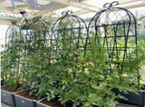 4 Pack Metal Garden Trellis 71" x 19.7" Rustproof Trellis for Climbing Plants Outdoor Flower Support W158681061