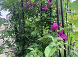 Metal Garden Trellis, 2 Pack Metal Trellis for Climbing Plants, Indoor/Outdoor Plant Trellis for W840P321535