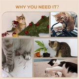 Cat Shelf Set 46625620