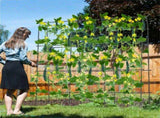71" x 71" Garden Arched Trellis 23961450