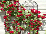 2 Pack 16" x 61" Rustproof Iron Garden Trellis 96760539