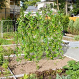 71" x 71" Garden Arched Trellis 23961450
