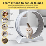 Cat running wheel 88862727
