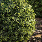 2PCS Set 22in Artificial Trees Natural Topiary Boxwood Ball Artificial Plants Evergreen Potted 75813019