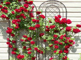 2 Pack 16" x 61" Rustproof Iron Garden Trellis 19656010