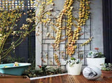 2 Pack 16" x 61" Rustproof Iron Garden Trellis 96760539