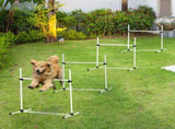 Dog agility training equipment 40236129