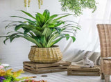 Set of 3 Metal Planter Distressed, L12x12x14" M9x9x11.5" S6.3x6.3x8.7" W2078P499531