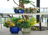 Handmade Solid Glaze Ceramic Planter Set of 3, 15/12/9 Inch Diameter, for Succulents & Flowers W3273P321545