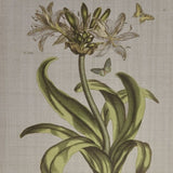 4-piece Botanical Illustration Framed Canvas Wall Art Set B03599414