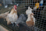 Hardware Cloth 1/2 inch 48in x 50ft 19 Gauge, Hot-dip Galvanized After Welding Chicken Wire Fence W2286P310753