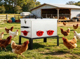 Automatic Chicken Feeder 08294586