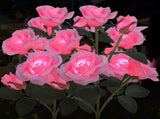 Solar Rose Lights Outdoor, 2 Pack with 14 Rose Flowers Waterproof Color Changing LED Flower Lights, 60176048