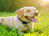 Electric Dog Fence System Pet Tone Shock Boundary Containment Water Resistant Collar Receiver For 81884925