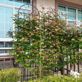 2 Pack Metal Garden Trellis 86.7" x 19.7" Rustproof Trellis for Climbing Plants Outdoor Flower W158681071