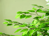 Artificial Plant/Green plants 18700852