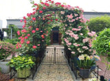 Metal Garden Arch with two plant stands 79.5'' Wide x 86.6'' High Climbing Plants Support Rose Arch W158681135
