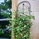 2 Pack Metal Garden for Climbing Plants Outdoor 86.7'' x 19.7'' Rustproof Plant Support Rose W158681069