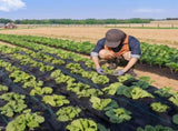 Weed Barrier 3x100ft Landscape Fabric 3.2oz Heavy Duty Geotextile Fabric Woven PP Weed Control Mat 63093247