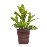 3 Pieces Ceramic Flowerpot, Modern Planter for Patio, Garden or Windowsills - Bean Paste Red W3273P321532