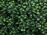Artificial Plant/Green plants 34919833