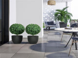Artificial Plant/Green plants 34919833