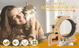 Cat Wheel 6-in-1 Cat Exercise Wheel,Upgraded Cat Wheel Exerciser for Indoor Cats,Large Cat W1790133437
