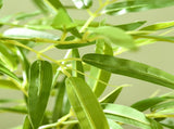 Artificial Plant/Green plants 81770790