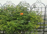4 Pack Metal Garden Trellis 71" x 19.7" Rustproof Trellis for Climbing Plants Outdoor Flower Support W158681061