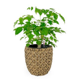 ZUN 14.6" Self-watering Wicker Planter - Garden Decoration Pot - Dark Brown - Round B046P144665