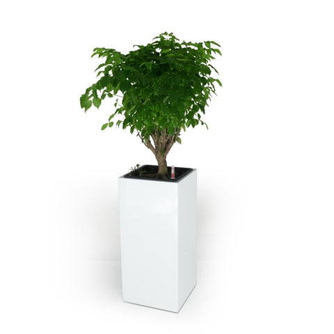 ZUN 13" Composite Self-watering Square Planter Box - High - White B046P144680
